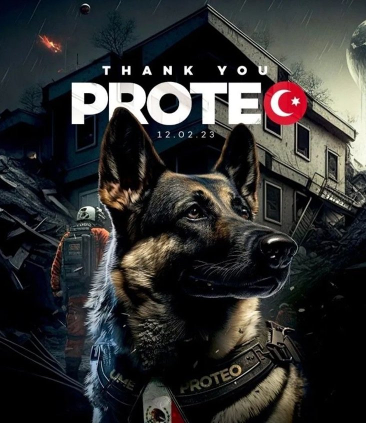 Sozer_02's tweet photo. sen ne güzel bir kahramansın asla unutulmayacaksın...
Meksika'dan Türkiye'ye gelen tecrübeli köpeklerden biri olan Preoteo maalesef enkaz çalışmalarında hayatını kaybetti 🙏
#deprem
#Proteo
#kahraman https://t.co/yT4Sq8fURD