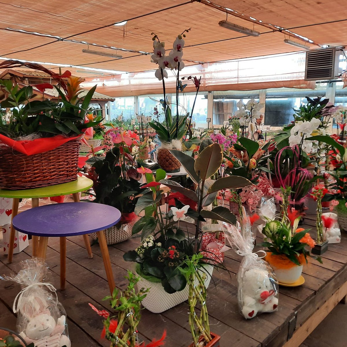 ViverosAznar's tweet photo. Muchas más sorpresas y regalos en Viveros Aznar.
.
.
.
#flloresznar #viverosaznar #flores #plantas #vivero #viverozaragoza #zaragoza #zgz #plantlover https://t.co/mqJsIk2hxR