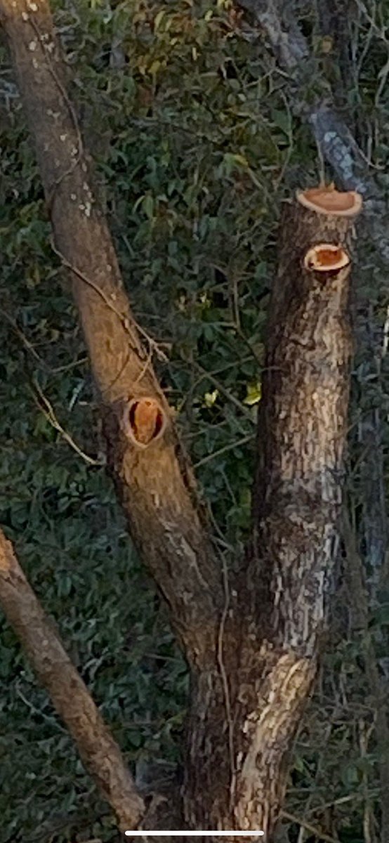 VenusDenise's tweet photo. Why is this owl looking thing in the same spot everyday all day #mybackyard #curious https://t.co/3cC1vuhgnS