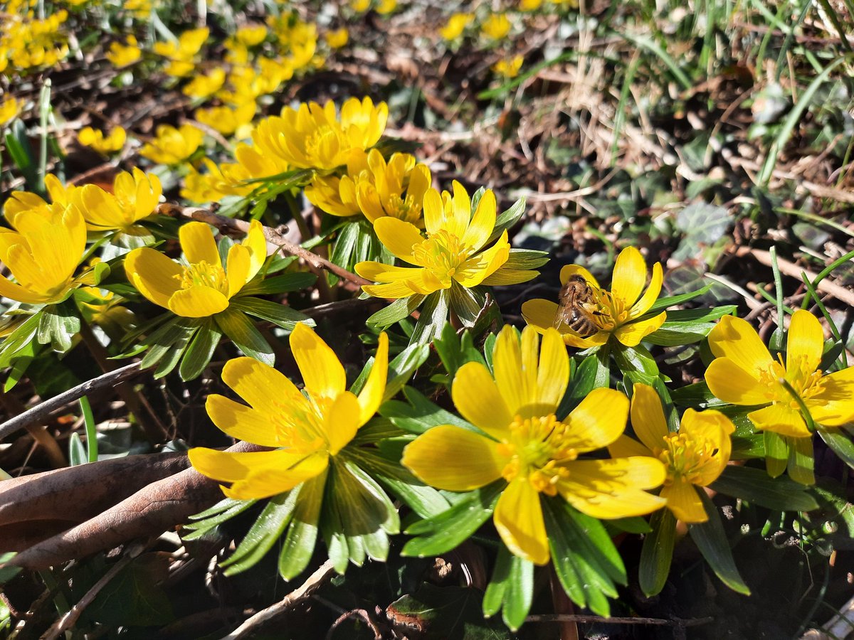 Unser #Arboretum ist auch schon bunt, bevor die ersten Gehölze austreiben! #Frühling #BotanischerGarten #Tübingen