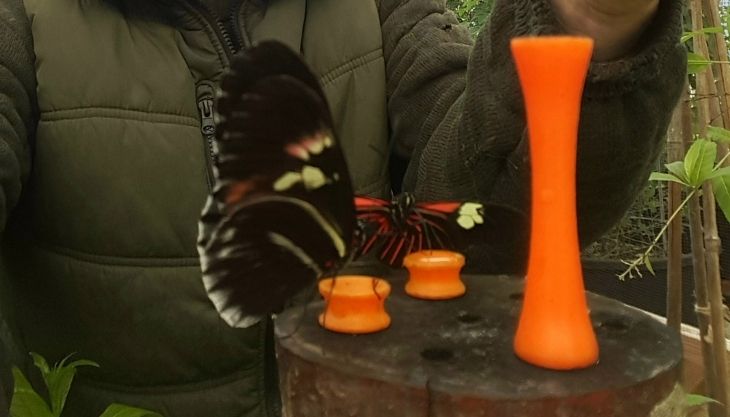 It might be cold outside but there are lots of cool things to do inside in the warm at <a href="/StratButterfly/">Stratford Butterfly</a> over half term!
raring2go.co.uk/event/february…