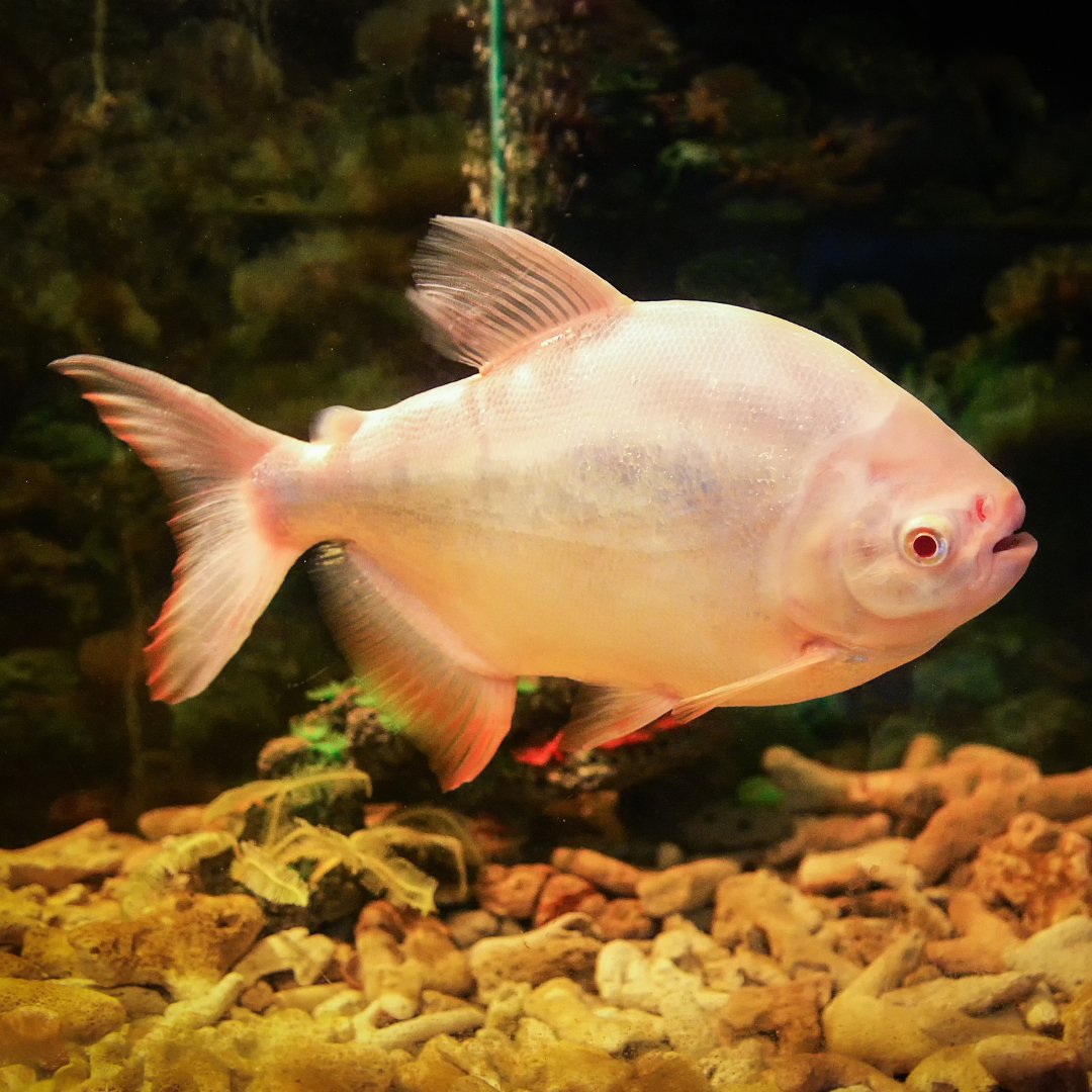 PFKmagazine's tweet image. Albino Pacu. As if those teeth were not scary enough, they had to add red eyes too!
#pfk #practicalfishkeeping #pacu