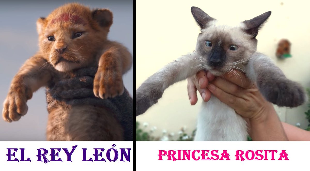 elnegrochicho's tweet photo. (Me paleshe que mi elmanita Loshita eshtá aglandada!)
#ReyLeon
#PrincesaRosita
#KingLion https://t.co/ArCmZ6W6Nl