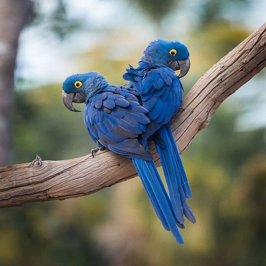 PazyBirds's tweet photo. Hyacinth macaw

By alanandmichelletravel https://t.co/HX5UJkEtYp