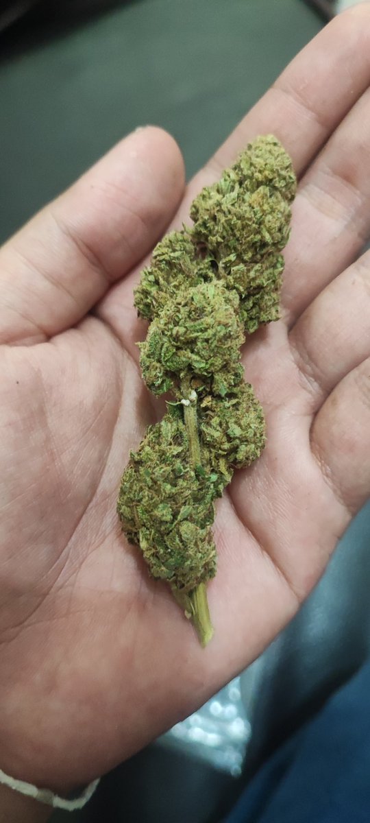 Uniprotra's tweet image. สตอเบอรี่ คุช   กลึ่งอินดอร์ 
1กรัม / 100 บาท
#กัญชา #กัญชาออแกนิค #กัญชาราคาถูก  #กัญชาราคาส่ง