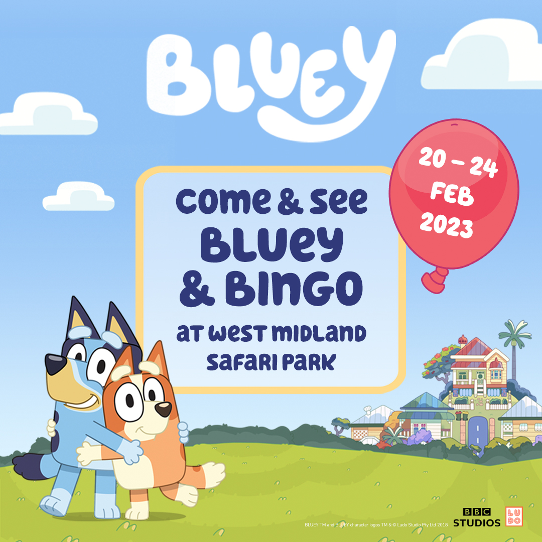 Nicola Maile (@raring2goswarks) on Twitter photo Look who's coming to <a href="/WestMidSafari/">West Midlands Safari Park</a> next week!
raring2go.co.uk/event/bluey-an… Look who's coming to <a href="/WestMidSafari/">West Midlands Safari Park</a> next week!
raring2go.co.uk/event/bluey-an…