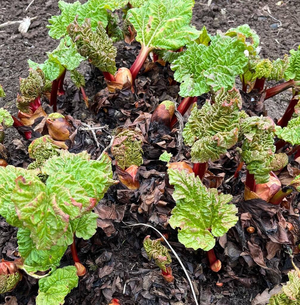 SuePrinceArtist's tweet photo. How gorgeous is this burgeoning #rhubarb ? #springisnear
.
.
.
#lookingforward
#lookingback #folkartist #studioonafarm #peakdistrictnationalpark #staffordshire #derbyshire #haybarngallery #opentovisitors #eggtempera #eggtemperafolkart #eggtemperapainting #yearout #evaluat… https://t.co/WcWmVuhwm1