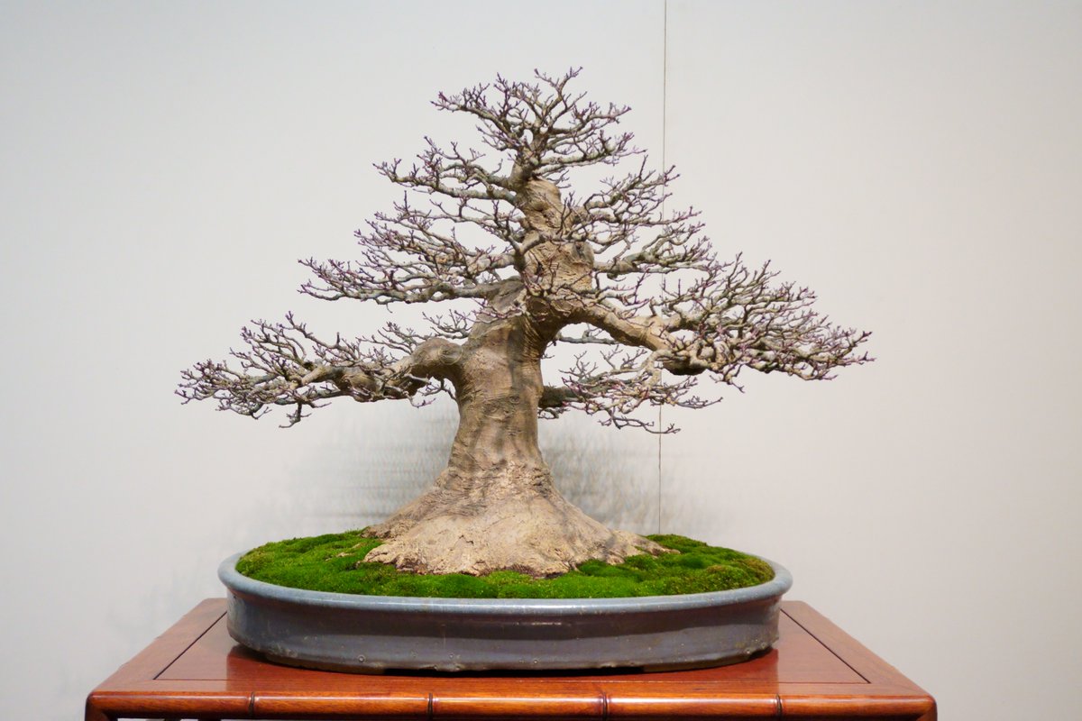 gakbonsai1 tweet picture