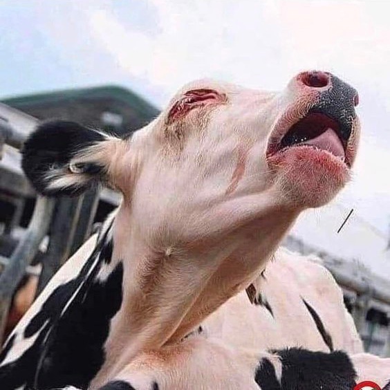 Son_of_Space's tweet photo. Ignoring the violence inflicted upon the powerless is not a neutral position, it is to side with the oppressor, and given that you fund it by buying the end products of this vile abuse, it is to be the violent oppressor.
#BeVegan https://t.co/yrMcxgK2qX