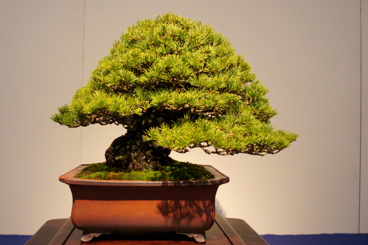 gakbonsai1 tweet picture