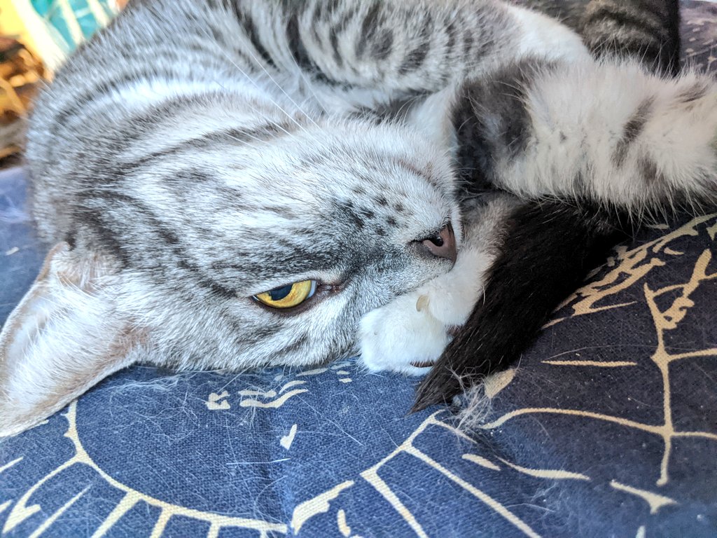 kittycatsonata1's tweet photo. Some funny Sonata faces from the other day🐱♥️ https://t.co/aF94QR9Uhy