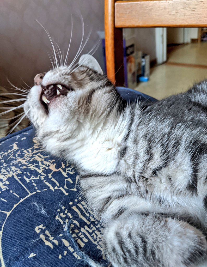 kittycatsonata1's tweet photo. Some funny Sonata faces from the other day🐱♥️ https://t.co/aF94QR9Uhy