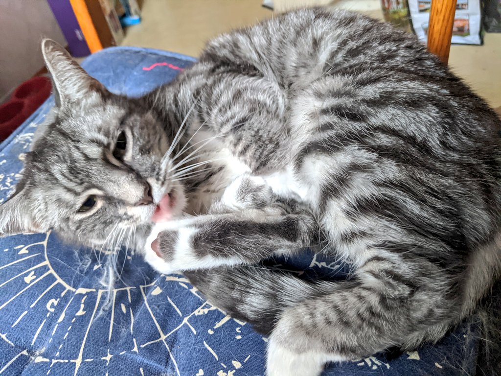 kittycatsonata1's tweet photo. Some funny Sonata faces from the other day🐱♥️ https://t.co/aF94QR9Uhy