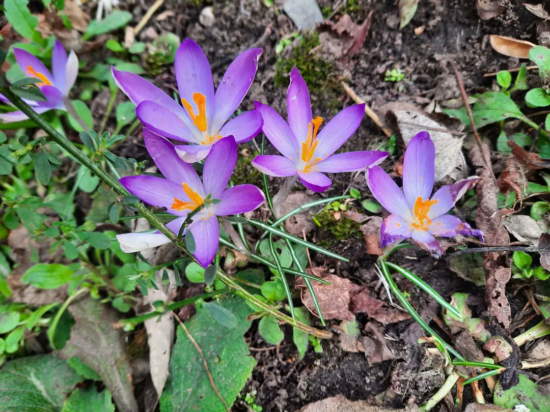 LymphomaLass's tweet photo. Just a few spring blooms from our garden and walks, to brighten your Monday! 

Thanks! 

Sam aka LymphomaLass xx

#snowdrops #winterjasmin #camelia #camelias #cameliaflowers #cameliaflower #crocus #crocuses #yellowjasmine #crocusflowers #crocusflower #purplecrocuses #gorse https://t.co/HKVZX4Afcp
