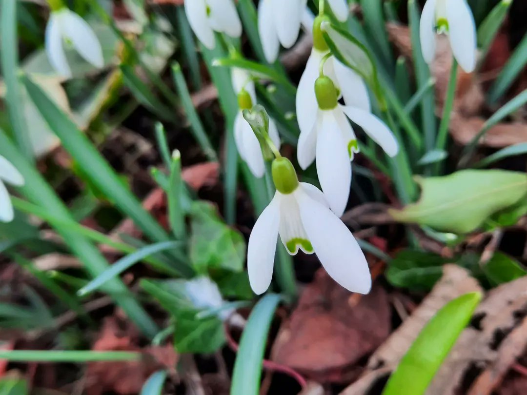 LymphomaLass's tweet photo. Just a few spring blooms from our garden and walks, to brighten your Monday! 

Thanks! 

Sam aka LymphomaLass xx

#snowdrops #winterjasmin #camelia #camelias #cameliaflowers #cameliaflower #crocus #crocuses #yellowjasmine #crocusflowers #crocusflower #purplecrocuses #gorse https://t.co/HKVZX4Afcp