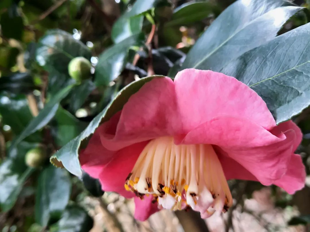 LymphomaLass's tweet photo. Just a few spring blooms from our garden and walks, to brighten your Monday! 

Thanks! 

Sam aka LymphomaLass xx

#snowdrops #winterjasmin #camelia #camelias #cameliaflowers #cameliaflower #crocus #crocuses #yellowjasmine #crocusflowers #crocusflower #purplecrocuses #gorse https://t.co/flqRn3BrK1