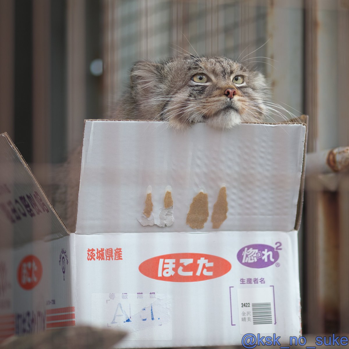 けーすけ tweet media