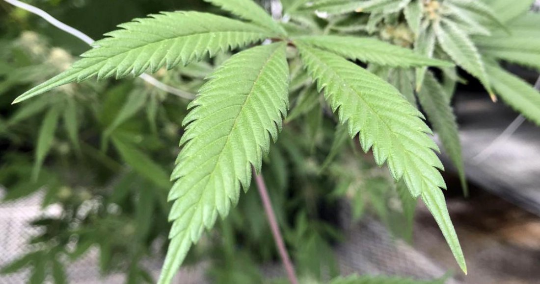 SinEmbargoMX's tweet photo. Se apaga la Ley Cannabis | Mariguana legal cumple 1 año en la “congeladora”. “Hay resistencias”: Sánchez Cordero https://t.co/Dhnfrx3M7y https://t.co/VS3MQILPmb