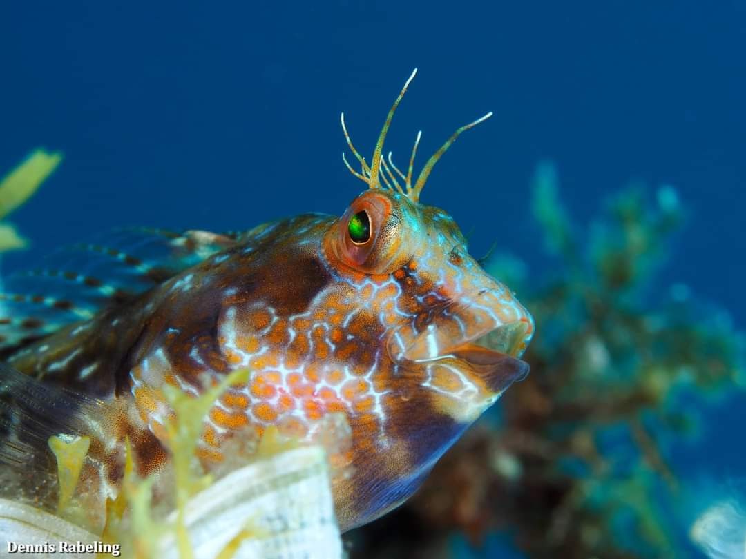 Who doesn't love #blennies? 🤩
In the Canary Islands there are 2 Parablennius species that look very similar. The Parablennies pilicornis and in the photo the Parablennius #goreensis. The last one spread pretty fast around the #Canary Islands and is relatively new here.