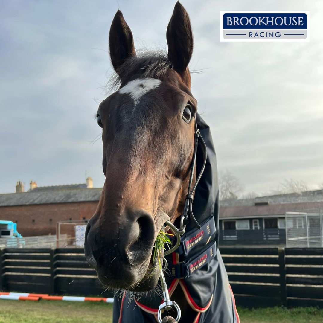 Good.
Vibes.
Only.

𝘼𝙨𝙡𝙪𝙠𝙜𝙤𝙚𝙨 looking very pleased with himself today at Saville House Stables…

…and righty so! 

#HappyHorses #Aslukgoes #BrookhouseRacing