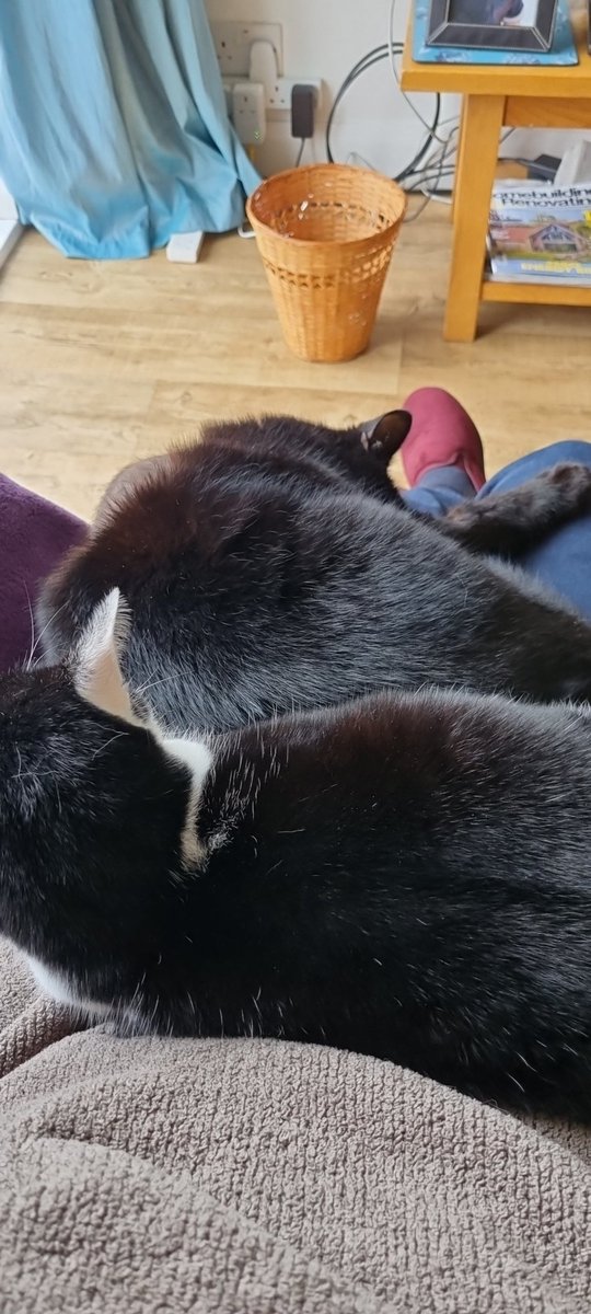 Think my cats know I've got a day off. They are ganging up on my so I actually rest.