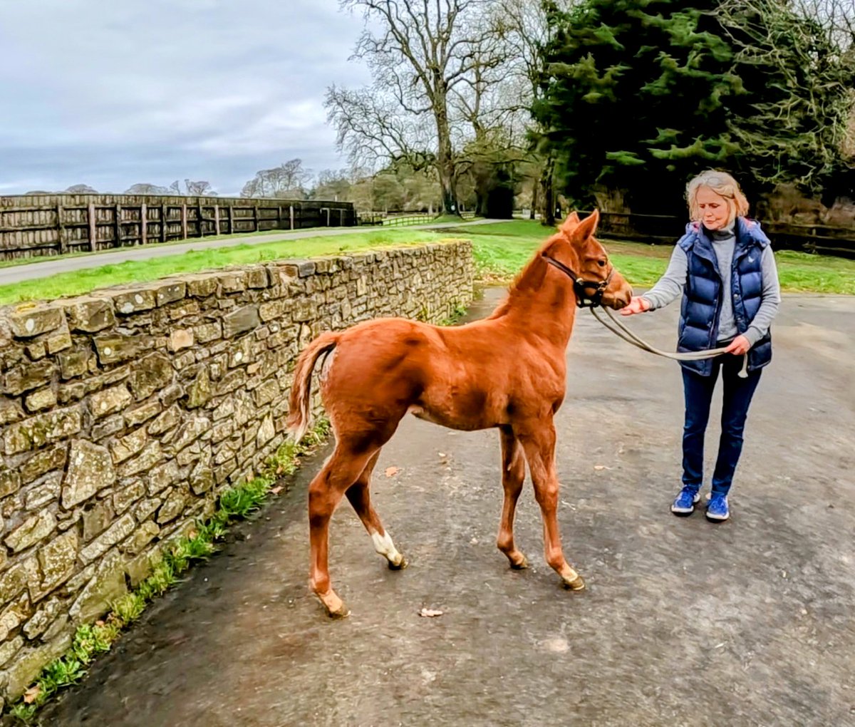This wonderful #Mehmas filly,
is 3/4 sister to #AcklamExpress Champion 3yr old Sprinter in UAE in 2020-21.

#Championsire #leadingsire #leadingfreshmansire #AcornStud
#FoalFriday #BloodHorse #theTDN  #bloodstocknews #ThoroughbrdTale #thoroughbredracing #EuropeanRacehorse