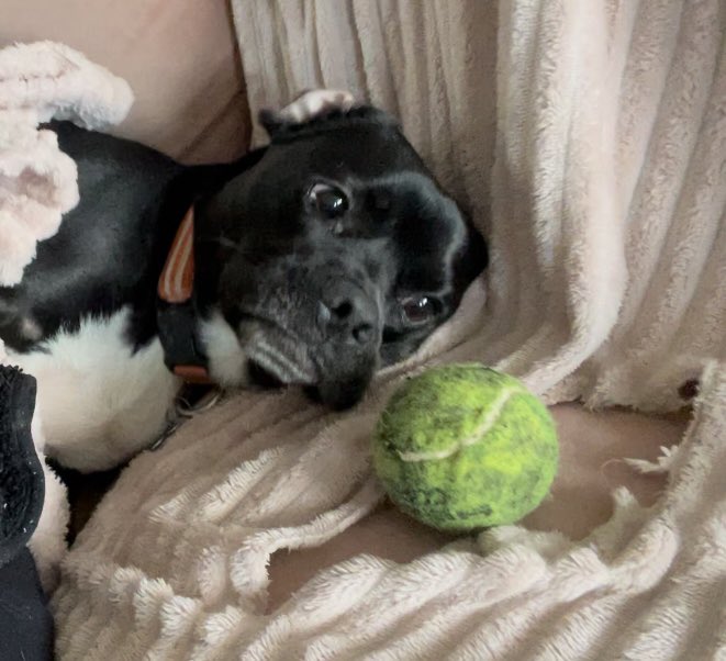CClearych's tweet photo. A dog and his stolen ball. No remorse! Gardaí will be around soon for questioning no doubt. #caughtredpawed https://t.co/m8sv6oE8vN
