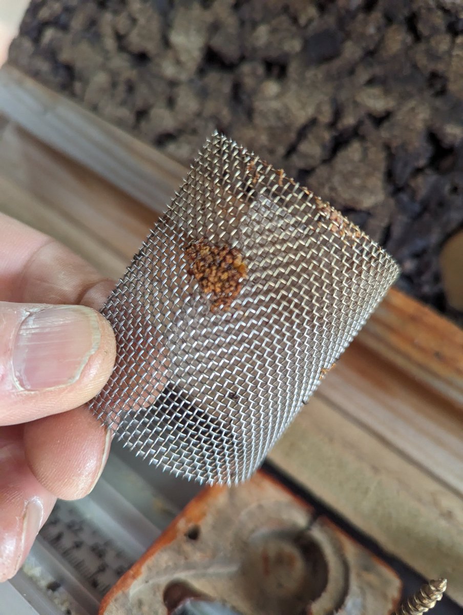 Experimented with a cheaper alternative to the Oak Tunnel for the Salbany OS at the latter part of last year.   Sadly the small swarm didn't make it but they had been busy propolising the entrance tunnel mesh.   #beeportals #beekeeping