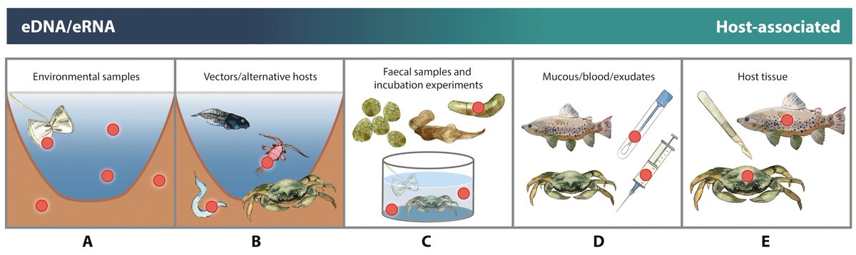 David Bass (@endomyxan) on Twitter photo New review in <a href="/TrendsParasitol/">Trends in Parasitology</a> of #eDNA / #eRNA approaches to pathogen discovery, surveillance, early warning of disease, impact, and investigating their lifecycles and ecology. Access it here: authors.elsevier.com/a/1gY%7Ew5Eb1x… New review in <a href="/TrendsParasitol/">Trends in Parasitology</a> of #eDNA / #eRNA approaches to pathogen discovery, surveillance, early warning of disease, impact, and investigating their lifecycles and ecology. Access it here: authors.elsevier.com/a/1gY%7Ew5Eb1x…
