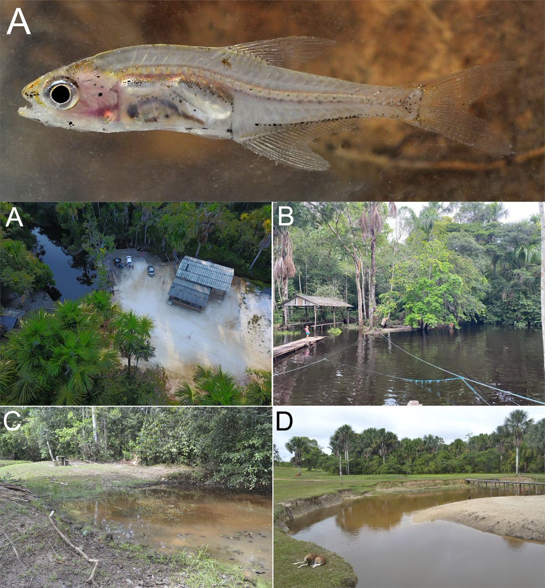 FishInTheNews's tweet photo. #NewSpeciesAlert - 𝑃𝑟𝑖𝑜𝑐ℎ𝑎𝑟𝑎𝑥 𝑚𝑎𝑟𝑢𝑝𝑖𝑎𝑟𝑎 &amp; 𝑃. 𝑡𝑜𝑙𝑒𝑑𝑜𝑝𝑖𝑧𝑎𝑒. Two new species of miniature #tetras of the fish genus #𝑃𝑟𝑖𝑜𝑐ℎ𝑎𝑟𝑎𝑥 from the Rio Juruá drainage, Acre, #Brazil (Teleostei: #Characiformes: #Characidae).
🔒 https://t.co/7kJK4umsJY https://t.co/suJUWk5y1s