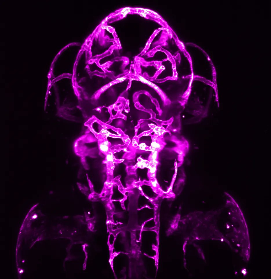 Elisabeth Kugler tweet media