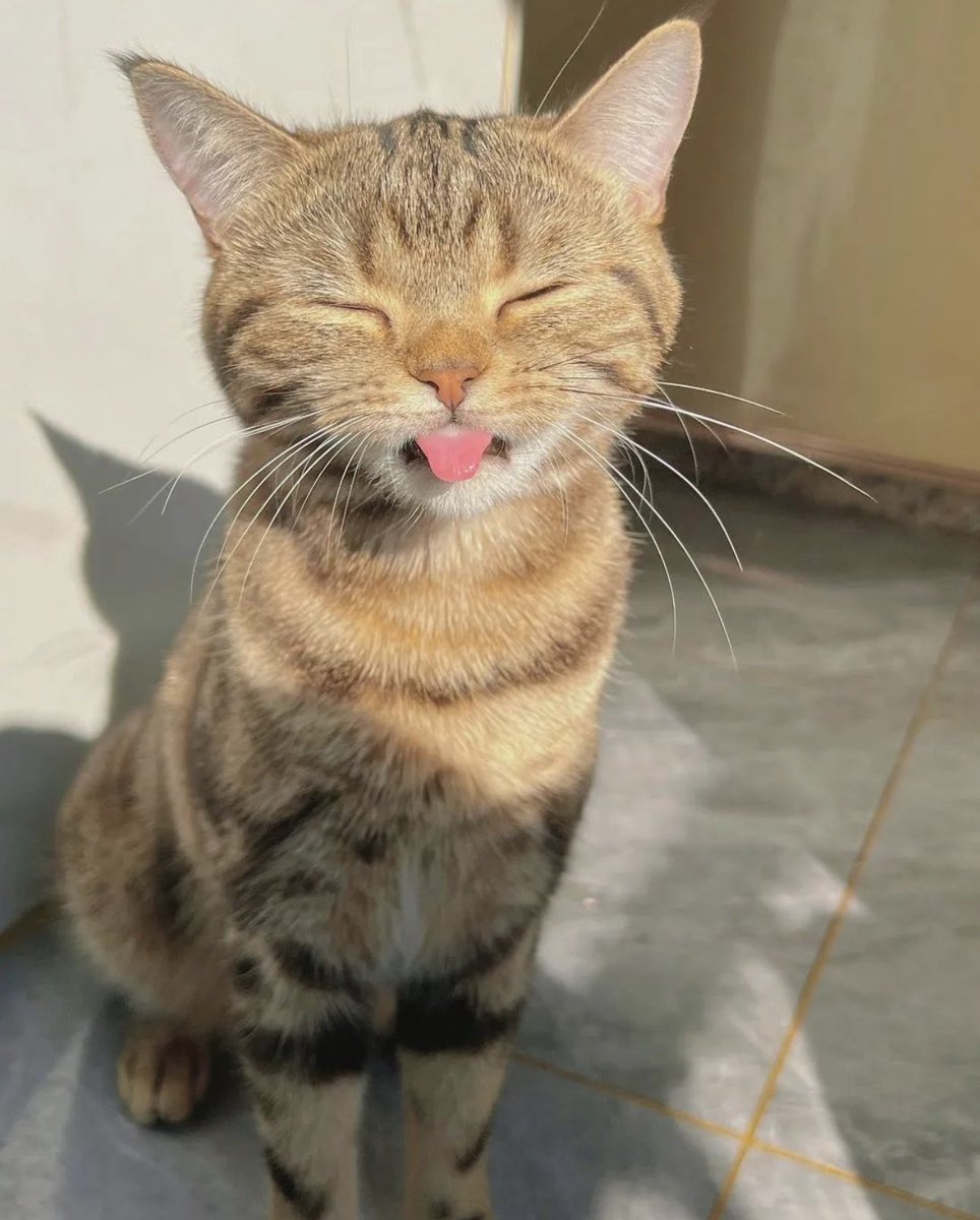 iinkk999's tweet photo. #CatsOfTwitter #Cat https://t.co/WGkkv1g2qt