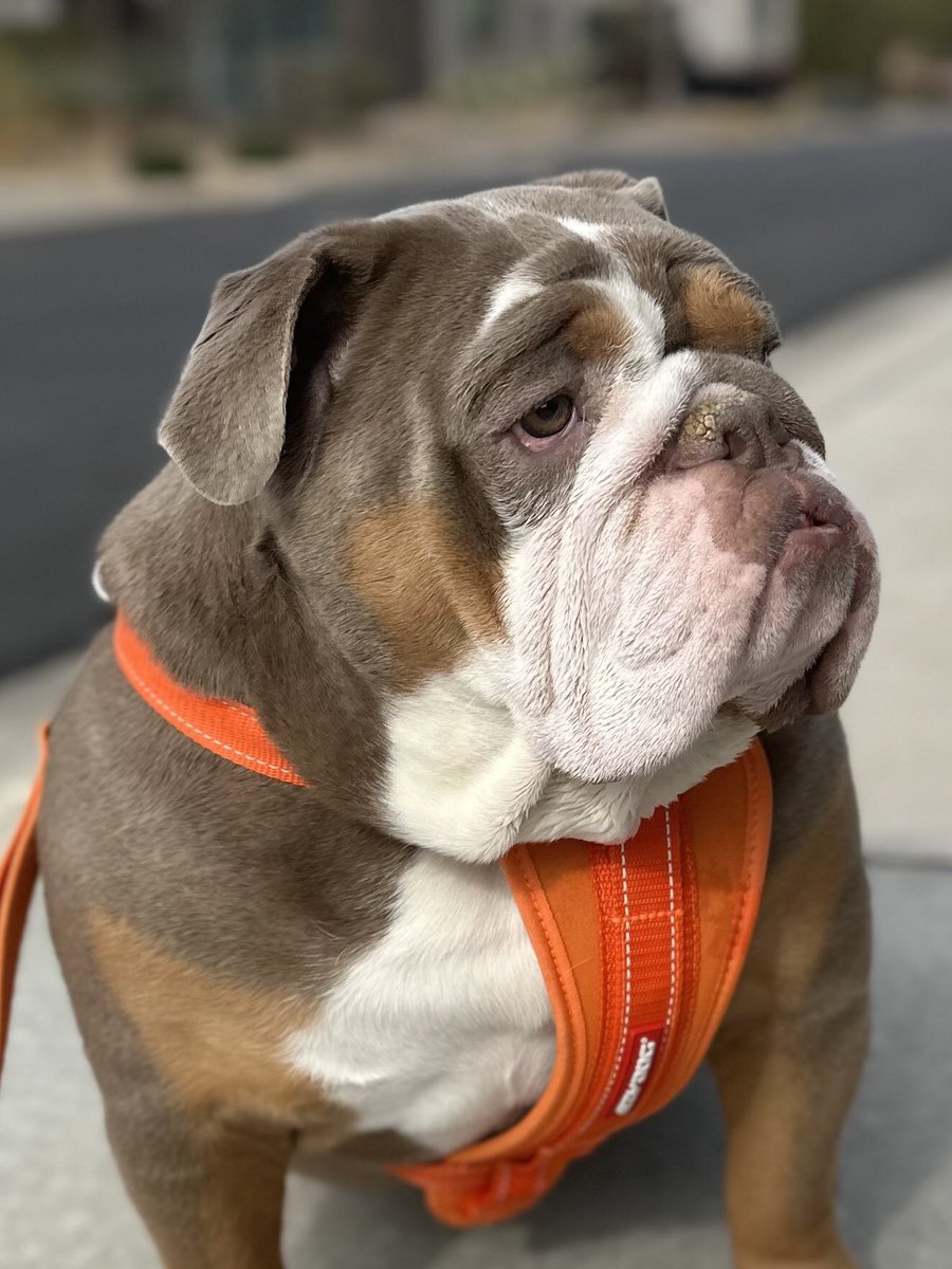 TBMgolf's tweet photo. Marley’sMondayTip: I hear what you’re Saying, but I see what you’re Doing🤦♂️ #Character #Accountability #LifeLesson #Tip #BulldogQuote #BeTheBestYou #Bulldog #Integrity #ItsMonday #LifeIsShort #CheckMark #Consistency https://t.co/PuTtNmDw5T