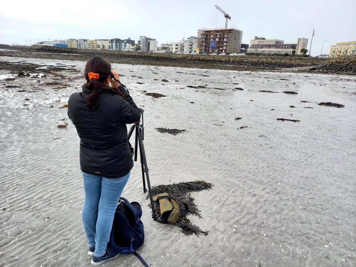 ATUConsBehav's tweet photo. ATU Conservation Behaviour students on fieldwork for their MSc Research Thesis - working on the behaviour and conservation of Harbour Seals and Brent Geese in Galway Bay https://t.co/nKtHRi0jw2