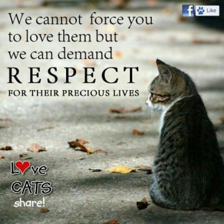 Lanaroske1's tweet image. @CGTNOfficial
@XHNews
Videos of cats being tortured
This is so degrading to China
For a country that has so many quality things to offer the 🌎 this is what we see
Please develop #Animalprotectionlaws to hold these perpetrators accountable
Violence like this will escalate