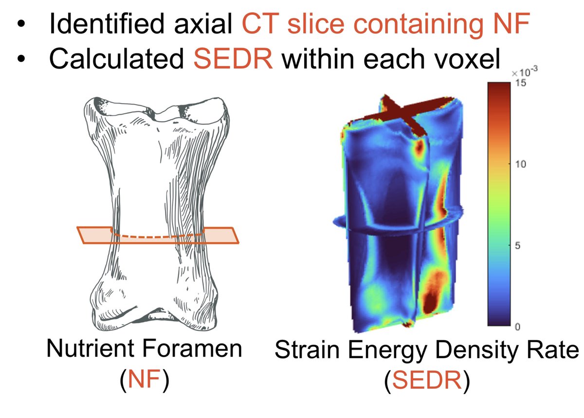 Head over to posters 1336 and 1340 to learn about predictions of bone growth in an equine model - amazing collab with <a href="/ILLINOISmed/">Carle Illinois Med</a>  students Alex Teague and Sam Mircoff, <a href="/VetMedIllinois/">Vet Med at ILLINOIS</a> and <a href="/uofigrainger/">The Grainger College of Engineering</a> @BeckmanInst