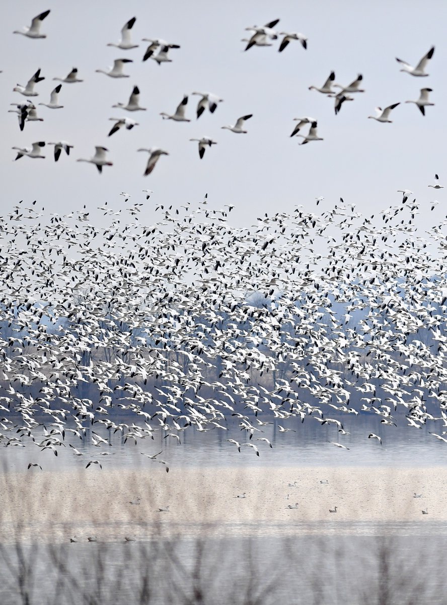 DispatchDawn's tweet photo. Have you seen this? There's still time to go!  #VIDEO-->https://t.co/FyY69QpchC<--Click here for a quick clip from just after sunrise at @PAGameComm Middle Creek Wildlife Management Area. It's spring migration for tens of thousands of snow geese and waterfowl. @YorkDispatch https://t.co/HZhYA9LTTi