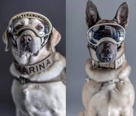 Por siempre en todos los corazones de este país, Frida y Proteo 🇲🇽🕊️ Descansen en paz Héroes 😭