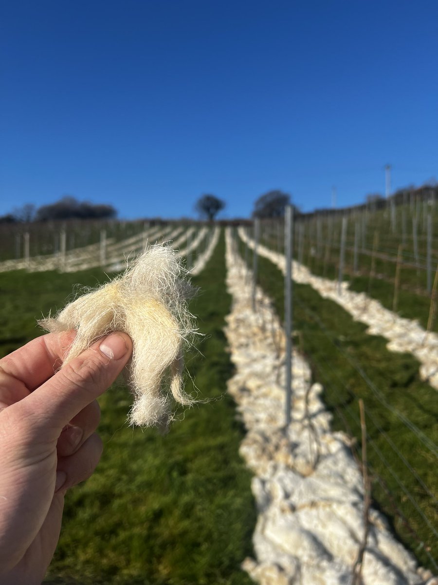 Wool and Vine tweet media