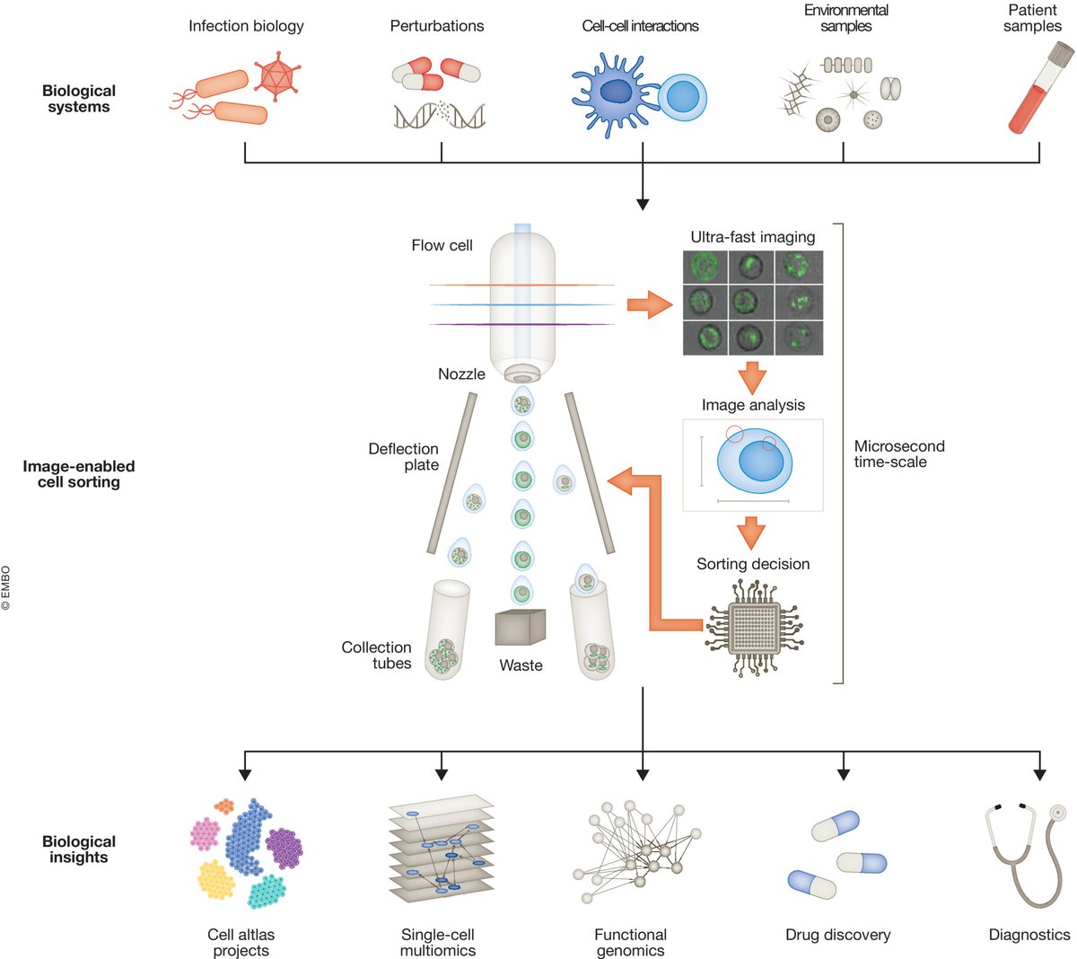 Mol Syst Biol (@molsystbiol) on Twitter photo Commentary by <a href="/LarsMSteinmetz/">Lars Steinmetz</a> <a href="/SchraivogelS/">Daniel Schraivogel</a> discusses the technical advancements made by image-enabled cell sorting & highlights new experimental strategies in #functionalgenomics & #singlecell research ➡️ bit.ly/3lyFeLv <a href="/embl/">EMBL</a> <a href="/Stanford/">Stanford University</a> Commentary by <a href="/LarsMSteinmetz/">Lars Steinmetz</a> <a href="/SchraivogelS/">Daniel Schraivogel</a> discusses the technical advancements made by image-enabled cell sorting & highlights new experimental strategies in #functionalgenomics & #singlecell research ➡️ bit.ly/3lyFeLv <a href="/embl/">EMBL</a> <a href="/Stanford/">Stanford University</a>