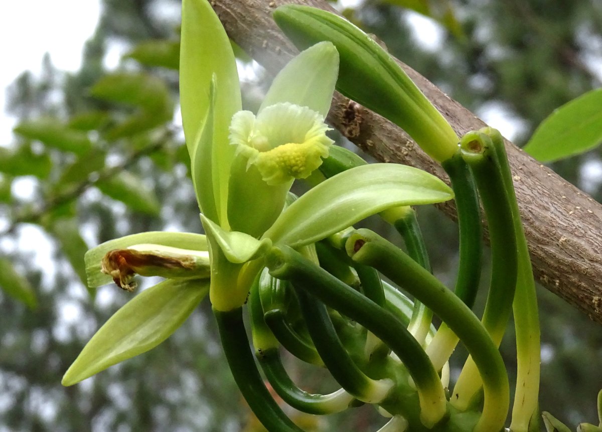 Vanilla bloom. Each one has to be hand pollinated. When the bud blooms, you have about 20 hours to pollinate before the bloom drops. A labor of love.