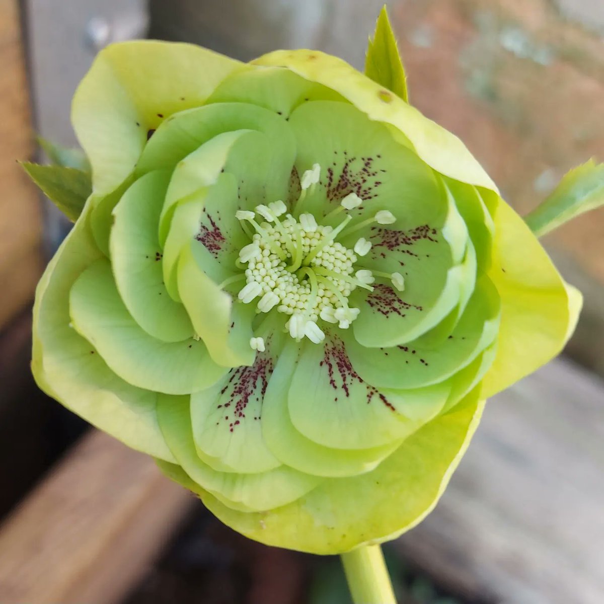 MySecretGard's tweet photo. Hellebores.

#gardening #gardeninginstagram #gardensofinstagram #gardeningformentalhealth #allotment #allotmentlife #allotmentinstagram #allotmentsofinstagram #allotmentuk #allotmentlove #growyourown #gyo #costoflivingcrisis #justdosomething #getgrowing #cutflowers #jamjarflowers https://t.co/pGq4k57eSg