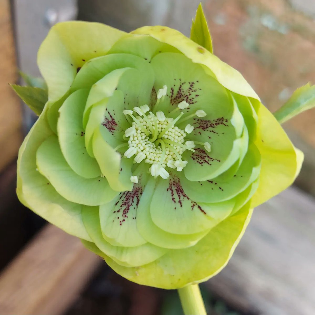 Hellebores.

#gardening #gardeninginstagram #gardensofinstagram #gardeningformentalhealth #allotment #allotmentlife #allotmentinstagram #allotmentsofinstagram #allotmentuk #allotmentlove #growyourown #gyo #costoflivingcrisis #justdosomething #getgrowing #cutflowers #jamjarflowers