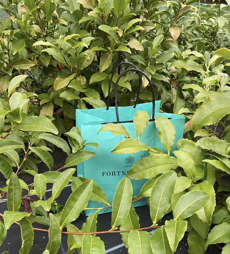 TeaGardenScot's tweet photo. Why not buy your beloved some Scottish Tea for Valentine's Day?! #specialtea @Fortnums https://t.co/ksAJEtfedO
