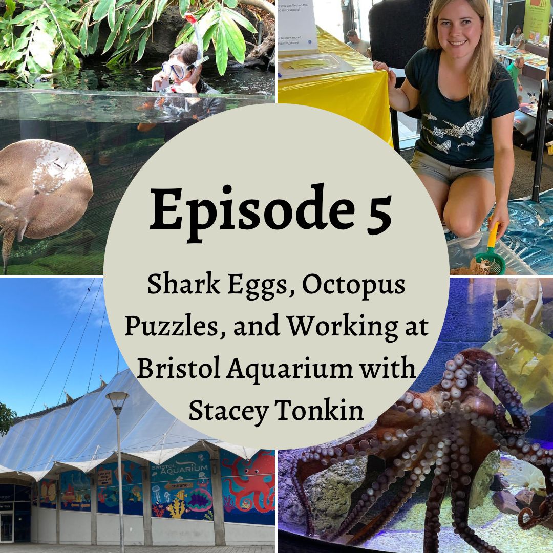 NPositiviteaPod's tweet photo. Nature Positivitea will be on @BCfmRadio Love and Science at 3pm today!

Tune in to hear Episode 5, where we talked to Stacey Tonkin from @BristolAquarium about all things marine! 🐙🐠

Use the hashtag #NatureHighlightOfTheWeek to share your recent nature highlights! 🌿☕️ https://t.co/vqwrRvulny
