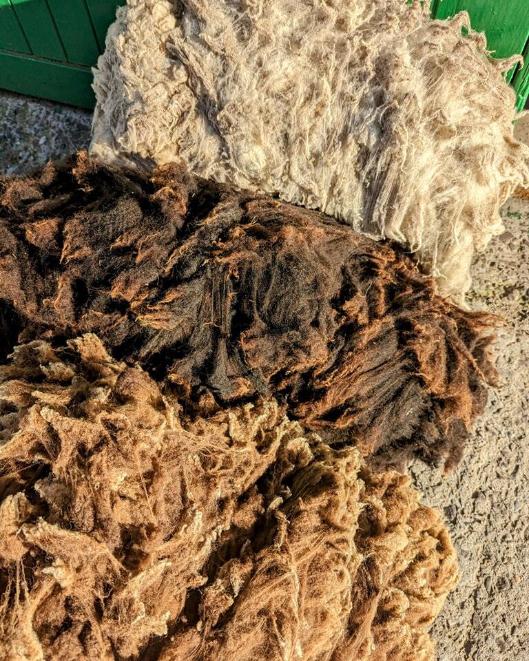 Jamieson_Smith's tweet image. Today the sun is shining here in Lerwick and we had to appreciate these coloured fleeces outside the woolstore ♥️ Light Grey, Moorit and Shetland Black.

All Real Shetland Wool from Shetland ☺️

 #jamiesonandsmith #shetlandwool #thewoolbrokers #realshetl… instagr.am/p/ComoJUKq4CL/