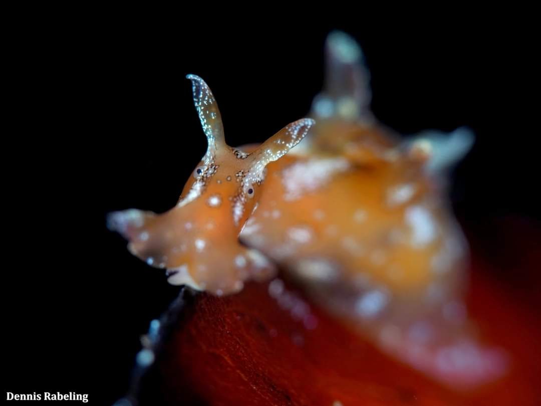 What I understand: it looks like Aplysia parvula. Tests in the Mediterranean show that there they are all Aplysia punctata. In the Azores showed there was maybe a hybrid. The A. Parvula is restricted to the western Atlantic. For now, we can only guess until more tests are done.🐌