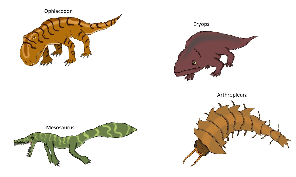 gojisapien's tweet photo. some permian animals
#paleoart #permian #prehistoricanimals #ophiacodon #eryops #mesosaurus #arthropleura https://t.co/9bu3Kg5yI0