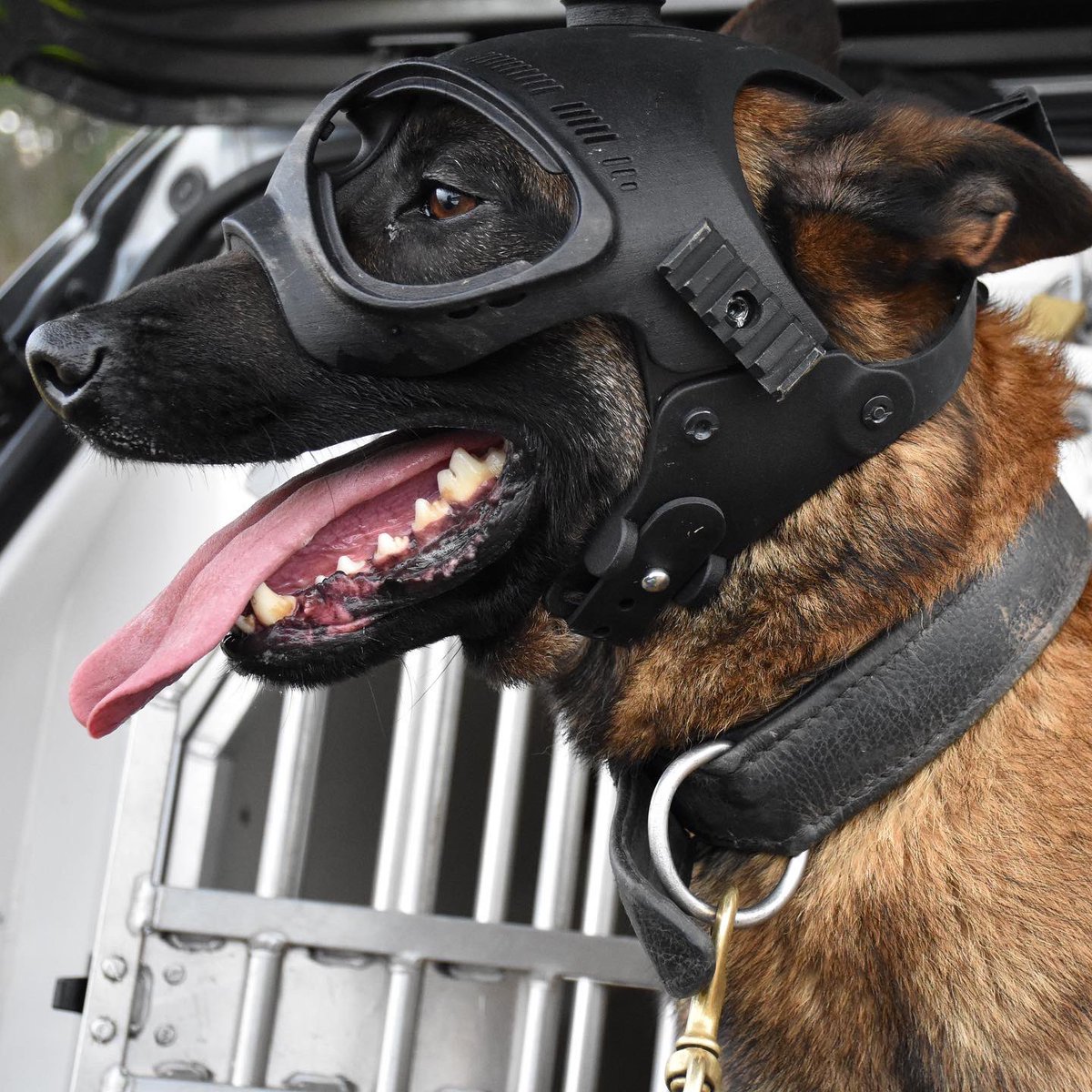 policedogunit's tweet photo. PD Moose and PD Thunder started their 4 week Firearms Support Course last week alongside their handlers.
They have been training with and without their helmets (which fit a tactical camera) to get used to wearing them. https://t.co/mMRgdO6yOz
