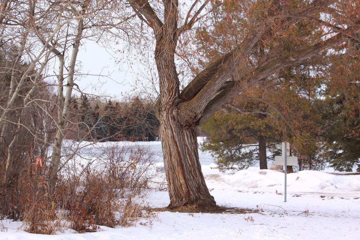Cutting 220 Hawrelak Park trees raises question who speaks for parks within YEG city administration ⁦<a href="/AmarjeetSohiYEG/">Amarjeet Sohi</a>⁩ ⁦<a href="/Park_People/">Park People / Ami·es des parcs</a>⁩ ⁦<a href="/EdmHeritageFest/">Edmonton Heritage Festival</a>⁩ ⁦<a href="/troypavlek/">Troy Pavlek</a>⁩ ⁦<a href="/CityofEdmonton/">City of Edmonton</a>⁩ ⁦<a href="/YegTrails/">Edmonton Trails</a>⁩ ⁦<a href="/ErvcCcom/">Edmonton River Valley Conservation Coalition</a>⁩ ⁦<a href="/YEGRiverValley/">YEG River Valley</a>⁩